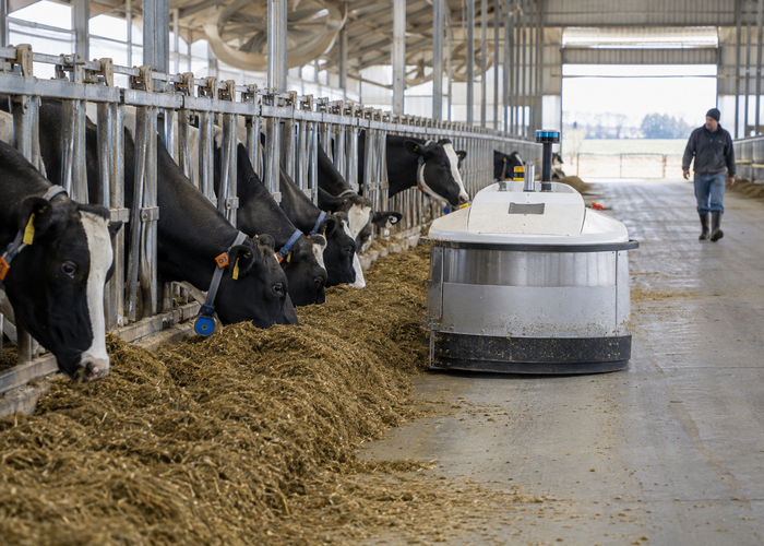 real autonomous dairy feed-pusher robot with physical LiDAR moving along a barn feed alley beside cattle with workers safely separated in a realistic LiDAR application scene