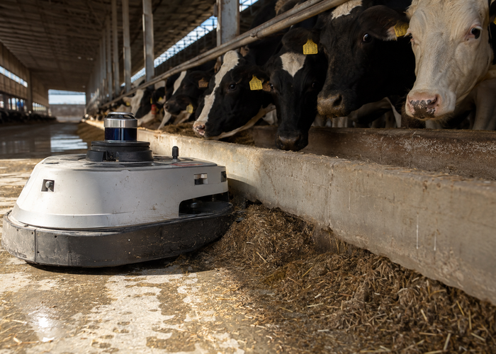 autonomous feed-pushing robot using physical LiDAR in a realistic dairy barn aisle beside cattle and feed bunks validation scene 2
