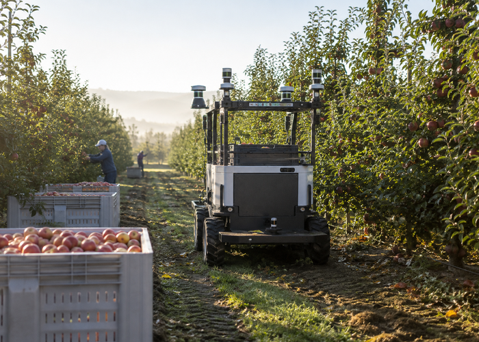real unbranded orchard harvesting robot with physical LiDAR sensors moving between fruit trees near filled harvest bins while workers remain at a safe distance in natural sunlight in a realistic LiDAR application scene